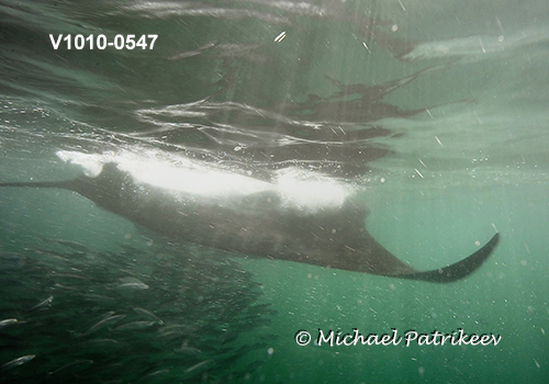 Giant Manta Ray (Mobula birostris)